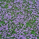 8000 Creeping Thyme Seeds for Planting - Low Growing Ground Cover Herb, Creeping Thyme Plant Seeds for Garden, Landscaping