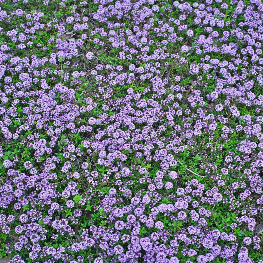8000 Creeping Thyme Seeds for Planting - Low Growing Ground Cover Herb, Creeping Thyme Plant Seeds for Garden, Landscaping