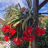 Orchid Cactus Plants in 4'' Pot, Epiphyllum Orchid Cactus Well Rooted 8-12'' Tall, Easy-Care Tropical Houseplant (Red Bloom)