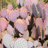 25 Purple Prickly Pear Cactus Seeds, Fast-Growing Succulent, Cold-Hardy, Indoor & Outdoor Decorative Plant