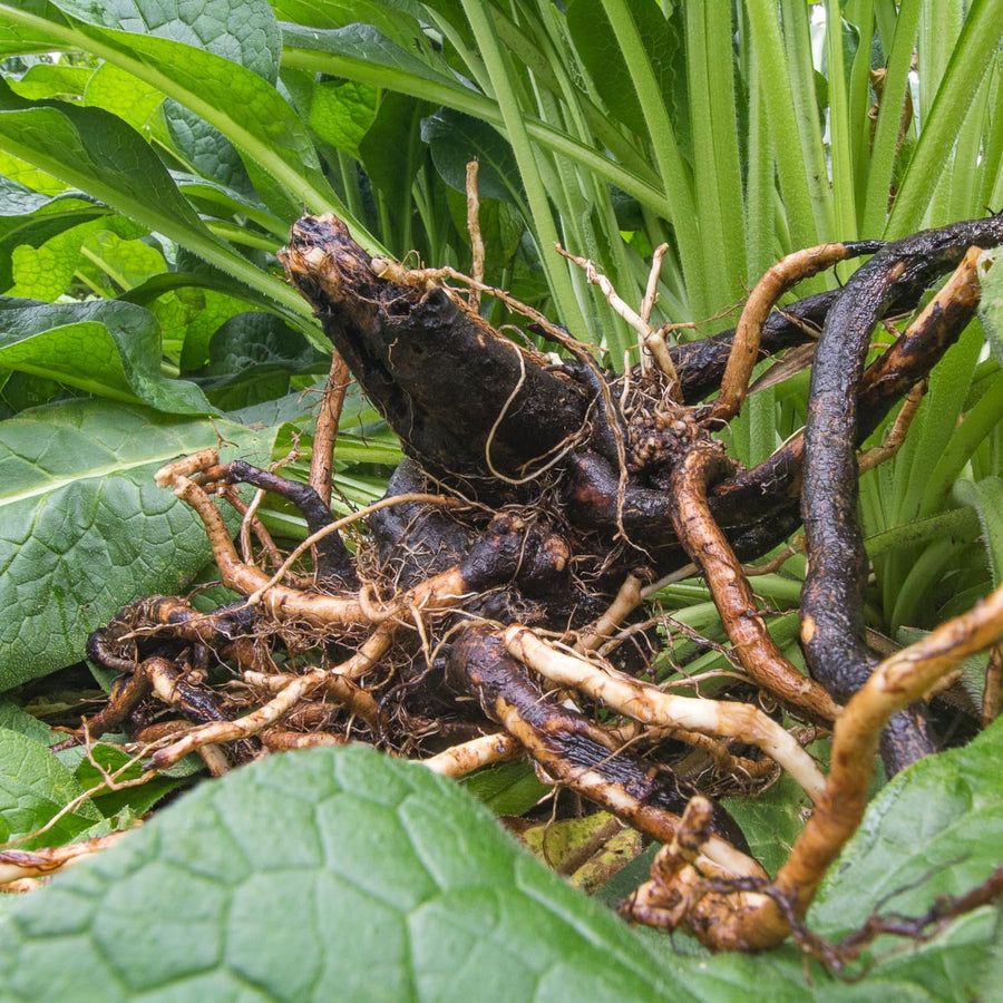 8 Comfrey Cuttings Plant Root Fast-Growing, High Yields Bocking 4 Comfrey Plant Live Roots, Perennial Herb Plant