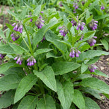 8 Comfrey Bocking 14 Live Roots, Comfrey Root Cuttings for Planting, 2-5" Perennial Herb Root Plant for Outdoor Garden