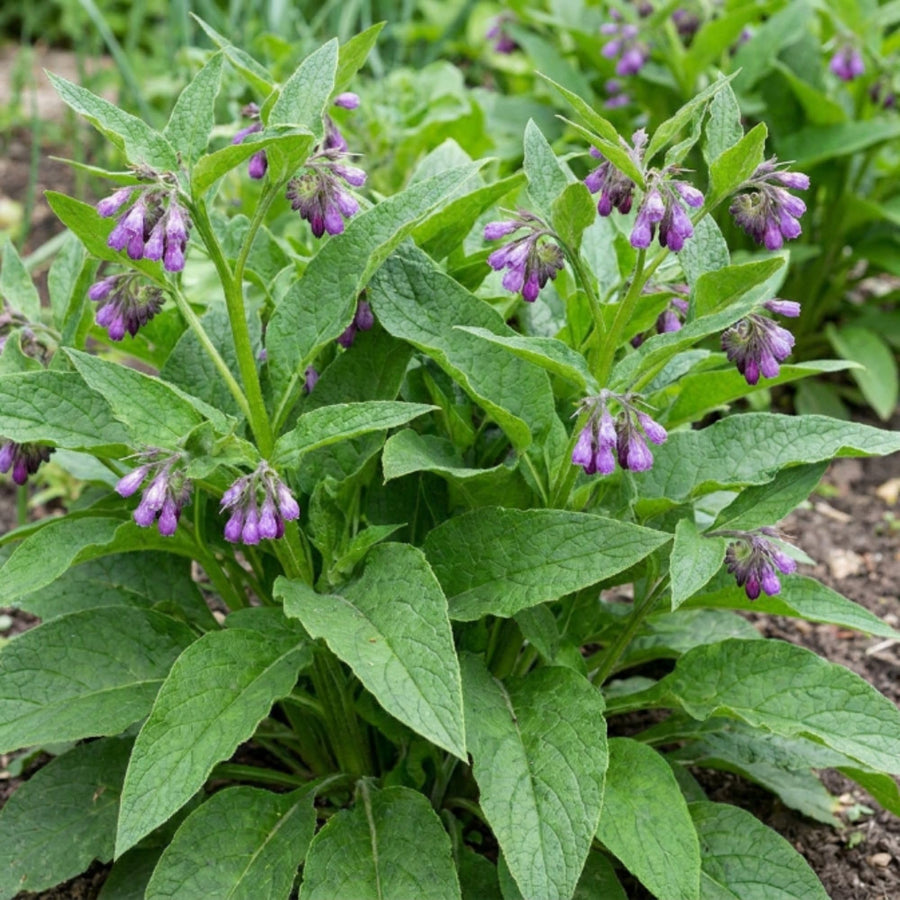 8 Comfrey Bocking 14 Live Roots, Comfrey Root Cuttings for Planting, 2-5" Perennial Herb Root Plant for Outdoor Garden