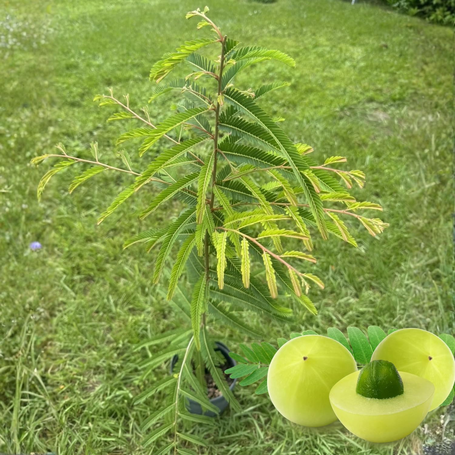 3 Years Old Gooseberry Tree Plant Live, Rare Large Gooseberry Bush 3 Feet Tall, Sweet Fruit Tree Garden for Outdoor Indoor