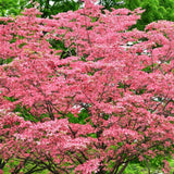 Pink Dogwood Tree Live Plant 1 Year Old in Quart Pot, 6-12" in Tall, Dormant in Winter, Spring Blooms