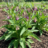 8 Comfrey Bocking 14 Live Roots, Comfrey Root Cuttings for Planting, 2-5" Perennial Herb Root Plant for Outdoor Garden