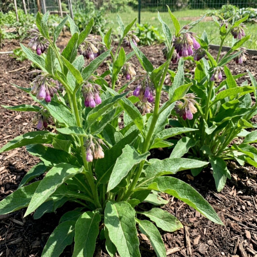 8 Comfrey Bocking 14 Live Roots, Comfrey Root Cuttings for Planting, 2-5" Perennial Herb Root Plant for Outdoor Garden