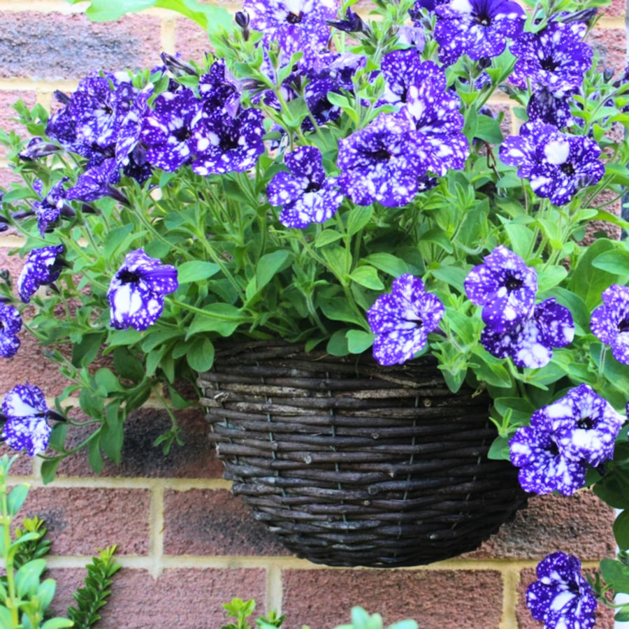 2 Night Petunia Plants Live, Vibrant Flowering Seedlings, 5-9 Inches Tall for Outdoor Spaces, Petunia Flowers