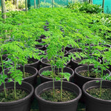 Outdoor Moringa Tree Live Plant, 6-8 Inc Malunggay Plants Live, Drumstick Tree Horseradish, Herb Moringa Plants for Planting in 4" Pot