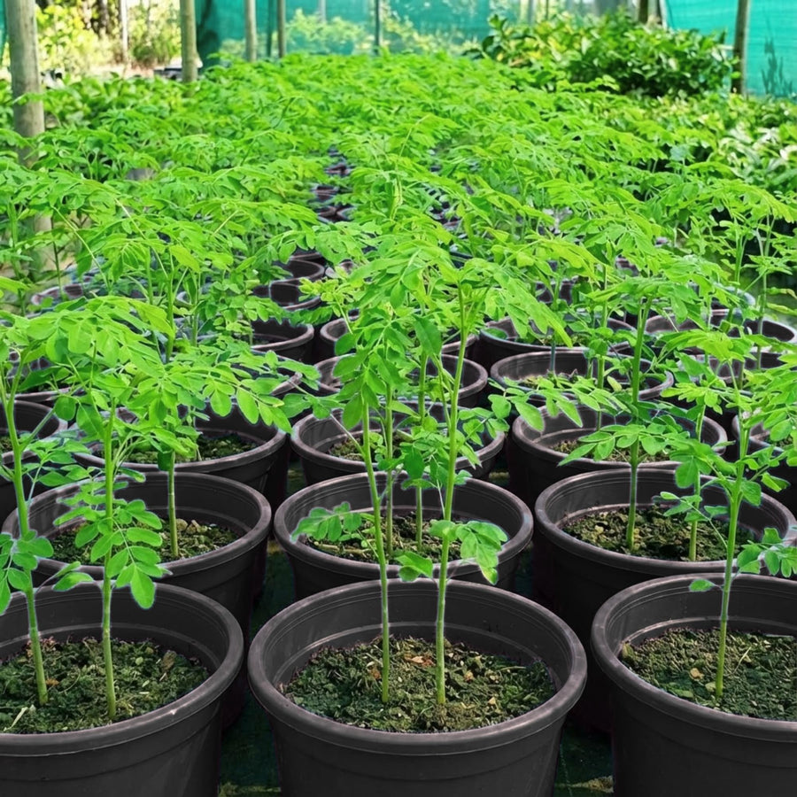 Outdoor Moringa Tree Live Plant, 6-8 Inc Malunggay Plants Live, Drumstick Tree Horseradish, Herb Moringa Plants for Planting in 4" Pot
