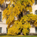 Ginkgo Tree Live Plant for Planting, 4 to 7 Inches Tall, Yellow Ginkgo Plant, Suitable for Garden or Landscape