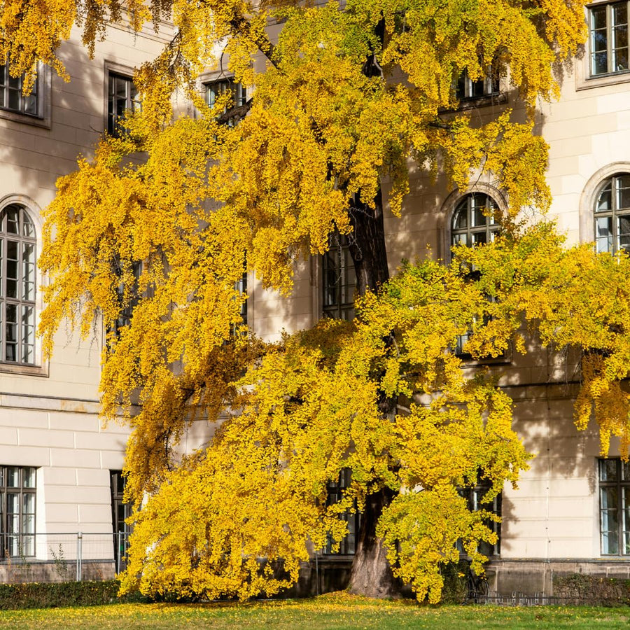 Ginkgo Tree Live Plant for Planting, 4 to 7 Inches Tall, Yellow Ginkgo Plant, Suitable for Garden or Landscape