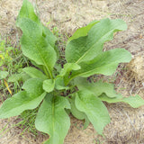 8 Comfrey Roots Cuttings for Planting, Bocking 4 Comfrey Live Plants Roots Fast-Growing, High Yields, Perennial Herb Plant