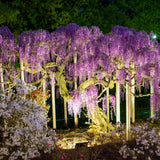 Live Purple Wisteria Live Plant, Climbing Wisteria, Flowering Vine, 6-12 Inch Tall 2.5 Inch Pot for Indoor or Outdoor Planting