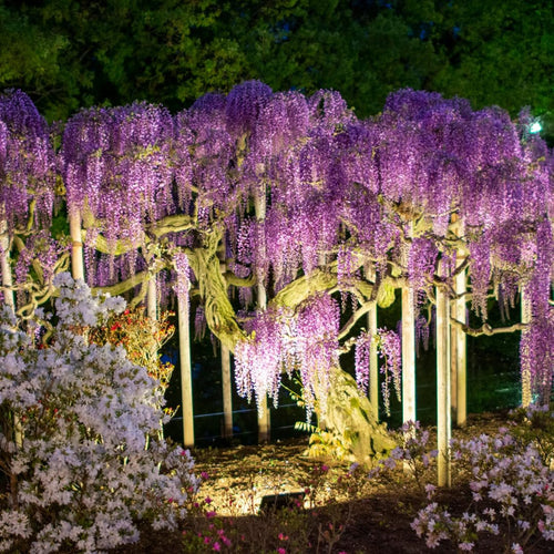 Live Purple Wisteria Live Plant, Climbing Wisteria, Flowering Vine, 6-12 Inch Tall 2.5 Inch Pot for Indoor or Outdoor Planting
