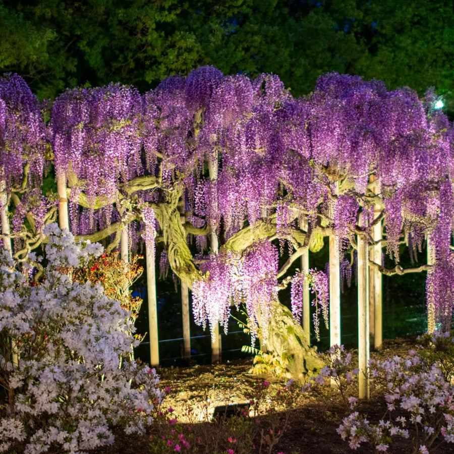 Live Purple Wisteria Live Plant, Climbing Wisteria, Flowering Vine, 6-12 Inch Tall 2.5 Inch Pot for Indoor or Outdoor Planting