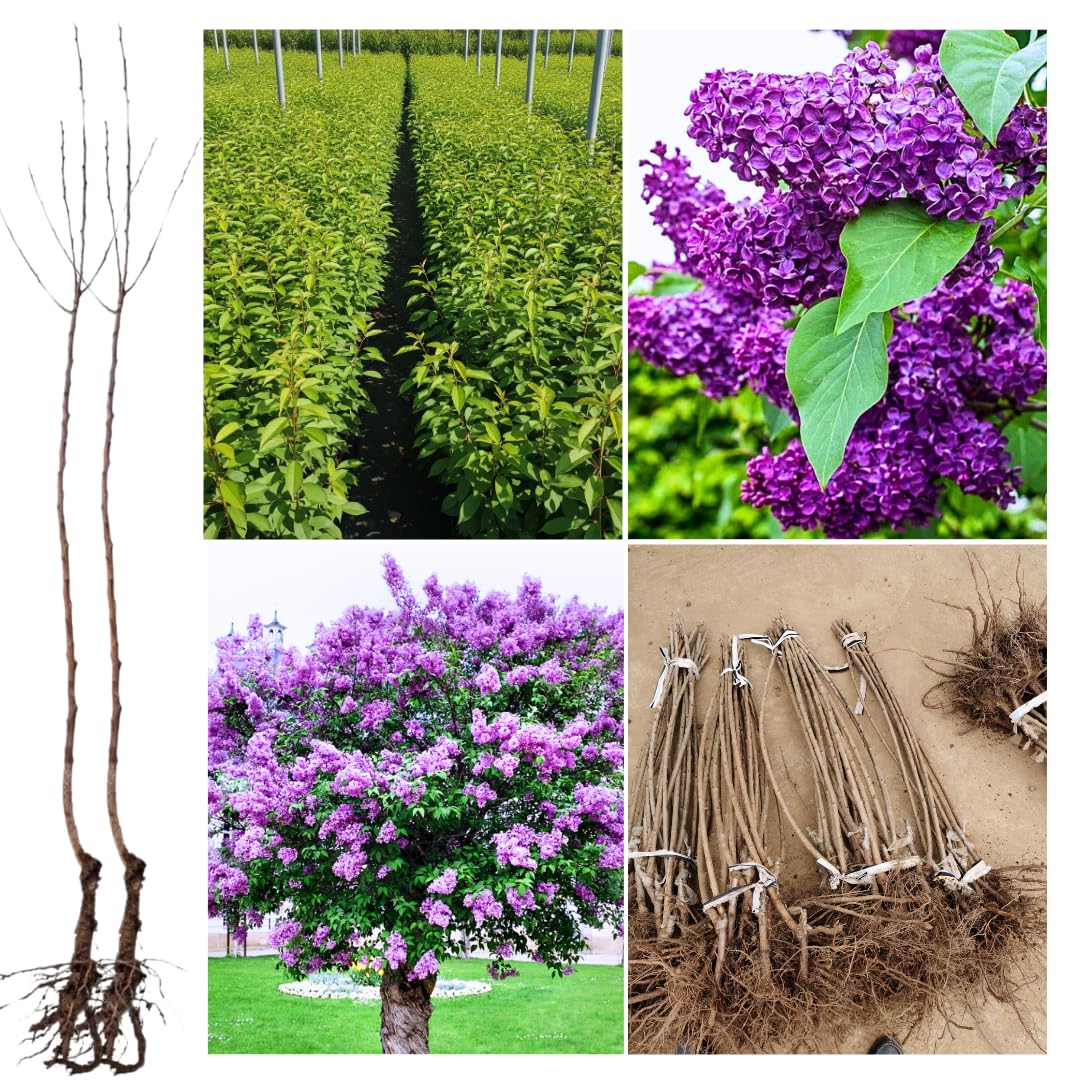 2 Purple Lilac Trees Live Plants, 1 to 2 Feet Height, Reblooming Lilac Plant Live for Planting Outdoors, Bareroots, No Leaves, Fragrant Flowers Bush Live Shrub