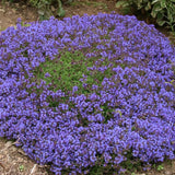 7000 Creeping Thyme Seeds for Planting, Ground Cover Herb Seeds for Garden, Low Growing Thyme for Lawn, Pathways or Rock Garden