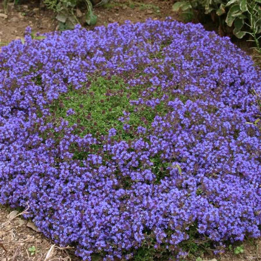 7000 Creeping Thyme Seeds for Planting, Ground Cover Herb Seeds for Garden, Low Growing Thyme for Lawn, Pathways or Rock Garden