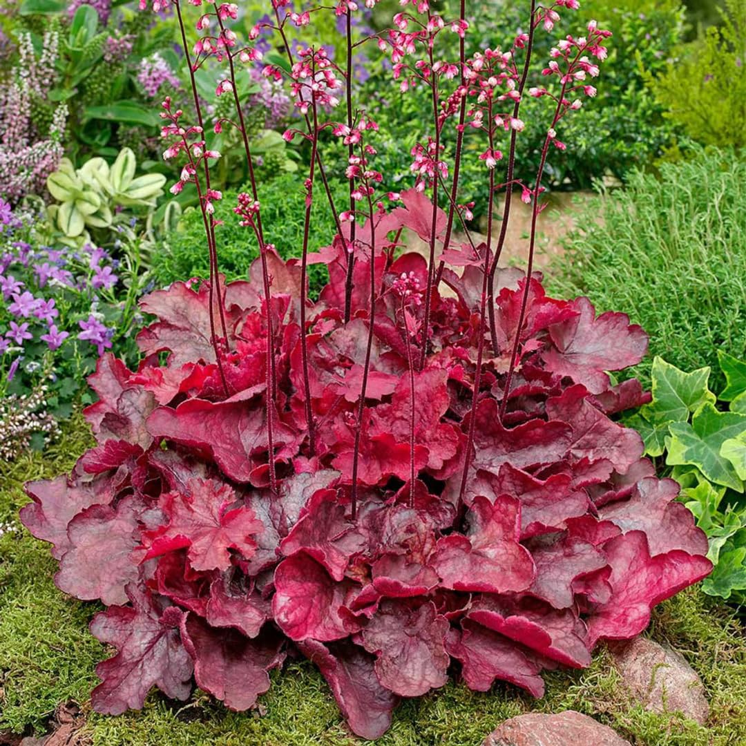 Heuchera Live Plant, Heuchera Coral Bells Live Plant, Yellow Orange to Red Heuchera Houseplant, 5-8 Inc Tall, Change Color Leaf Heuchera