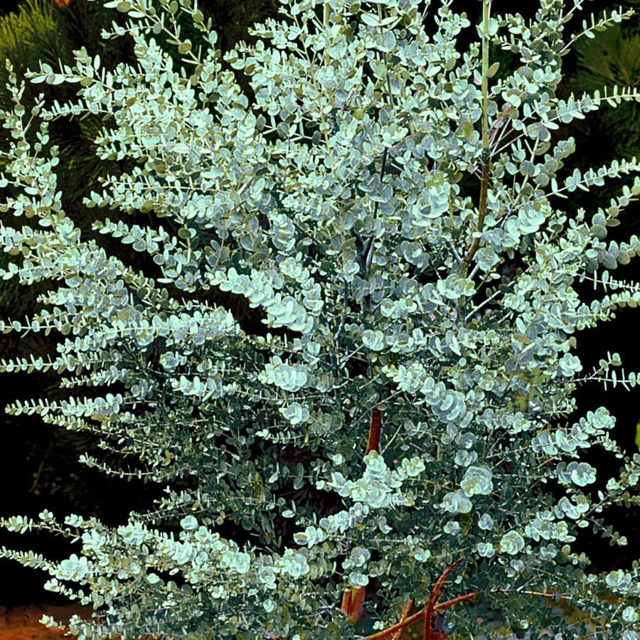 2 Medium Silver Dollar Eucalyptus Tree, Eucalyptus Plant Live, 5-7 Inches Tall, Dormant, No Leaf Until Spring, Fragrant Leaf for Home Decor