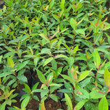 Fragrant Starter Eucalyptus Tree Plant Live, 5-8 Inches Tall, Dormant, Fragrant Leaf for Home Decor, Ready for Transplant (Lemon)