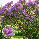 Old Fashion Lilac Bush Live Tree Plant, 1 Year Old Tree for Planting, 6 to 12 Inches in Tall, Hardy Shrub, Dormant in Winter