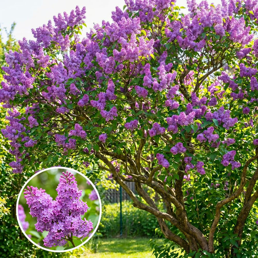 Old Fashion Lilac Bush Live Tree Plant, 1 Year Old Tree for Planting, 6 to 12 Inches in Tall, Hardy Shrub, Dormant in Winter