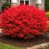 05 Dwarf Burning Bush Shrubs for Spring Planting, Bare Roots, Red Burning Bush Rooted Cuttings 4-10" in Tall