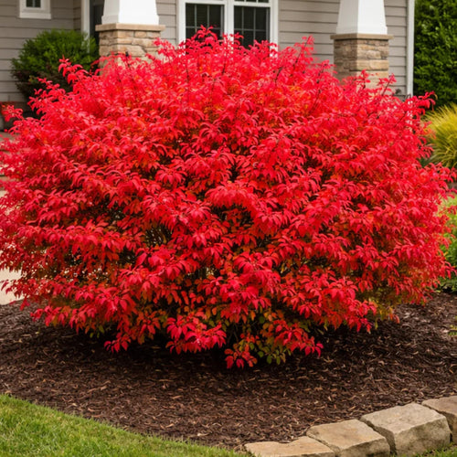 05 Dwarf Burning Bush Shrubs for Spring Planting, Bare Roots, Red Burning Bush Rooted Cuttings 4-10" in Tall