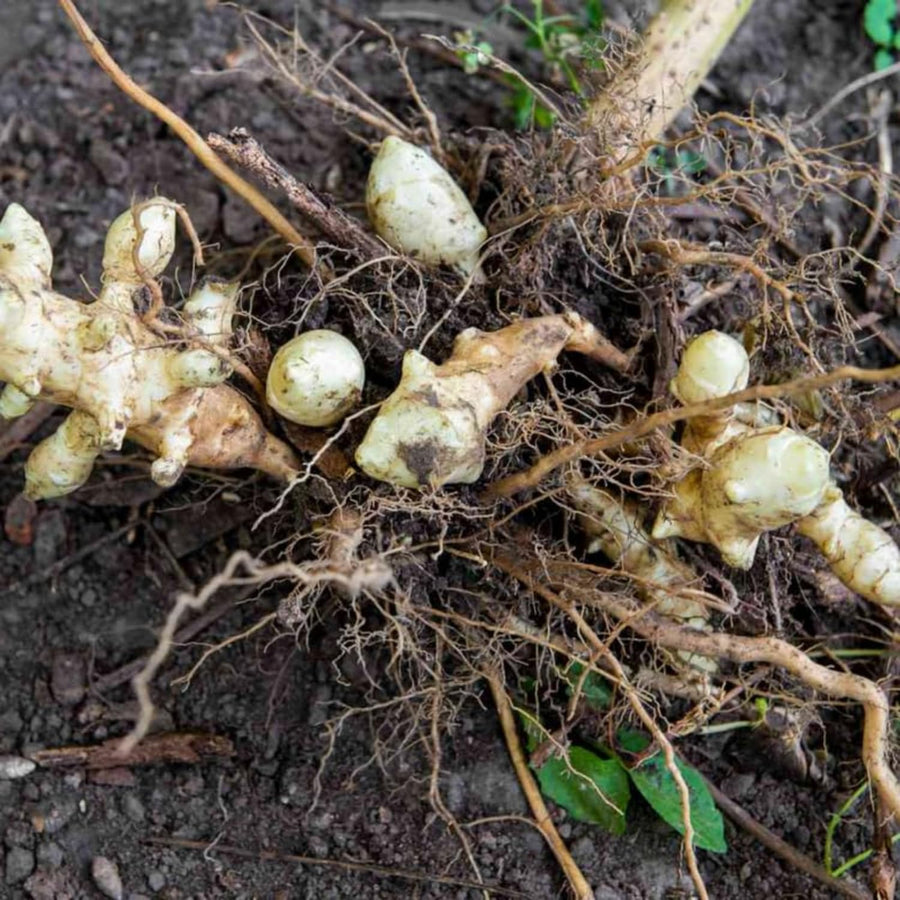 1 Lb Sunchoke Tubers, Jerusalem Artichoke for Planting, Hardy Perennial Tubers, Easy Grow, Outdoor Planting