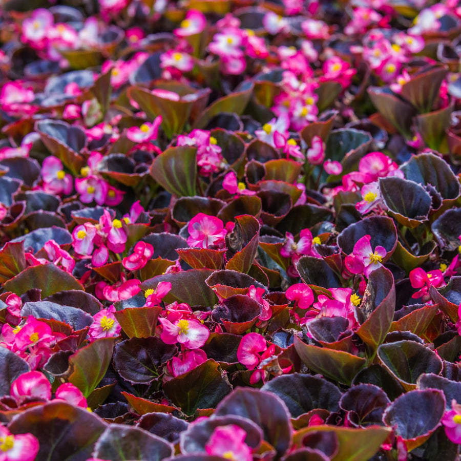 Begonias Plant Indoor, Begonia Plant Houseplant, Rare Begonias Live Plant 4 to 6 Inches Height No Pot (Red Brown Leaf)