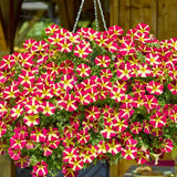 2 Petunia Live Plants, Queen of Hearts Petunia Flowers, Live Petunias Plants Outdoor Indoor, 5-9 Inch Tall