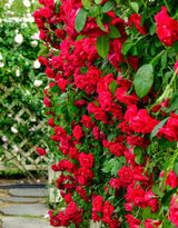 Climber Rose Plant Live - Climbing Rose - Come Bare Root with Soil, No Leaves, 5 to 7 Inches (Don Juan)