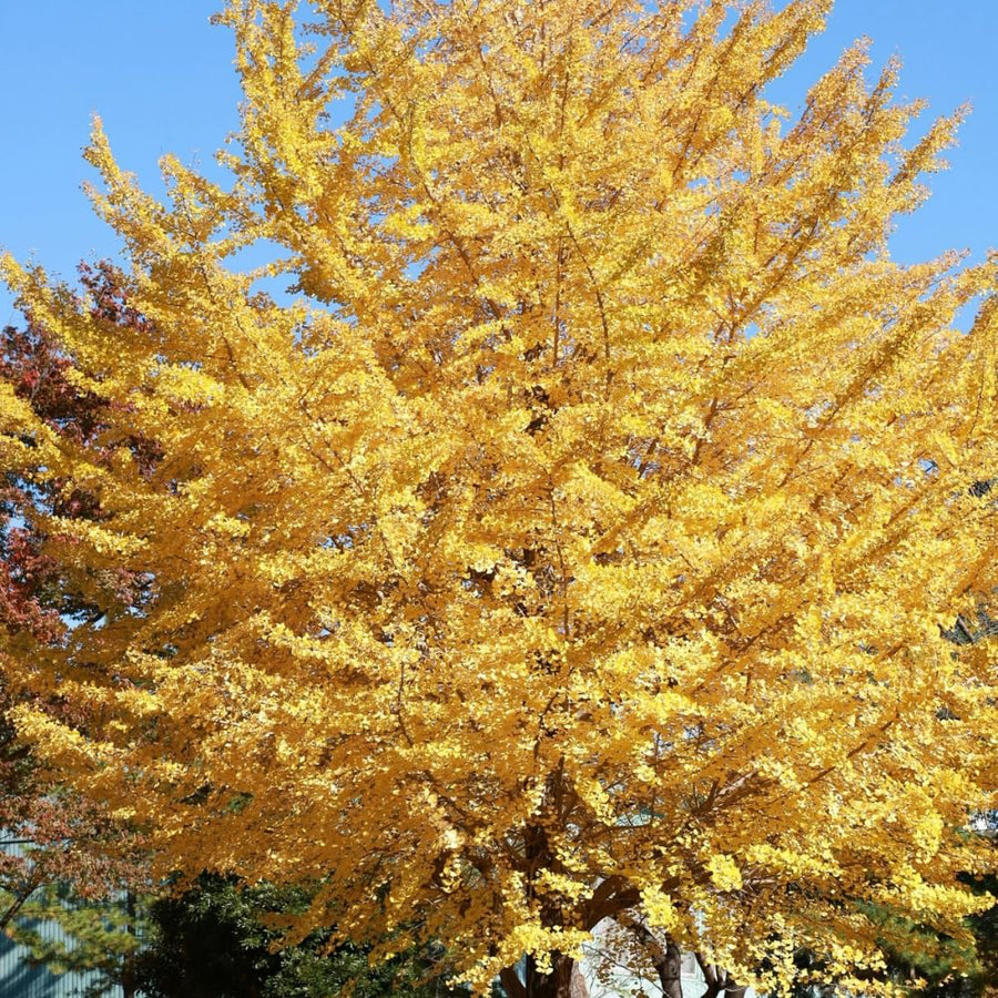 Ginkgo Tree Live Plant in Quart Pot, Perennial Ginkgo Tree Live Plant, Colorful Leaves, 8-10 Inches Tall for Outdoor Planting