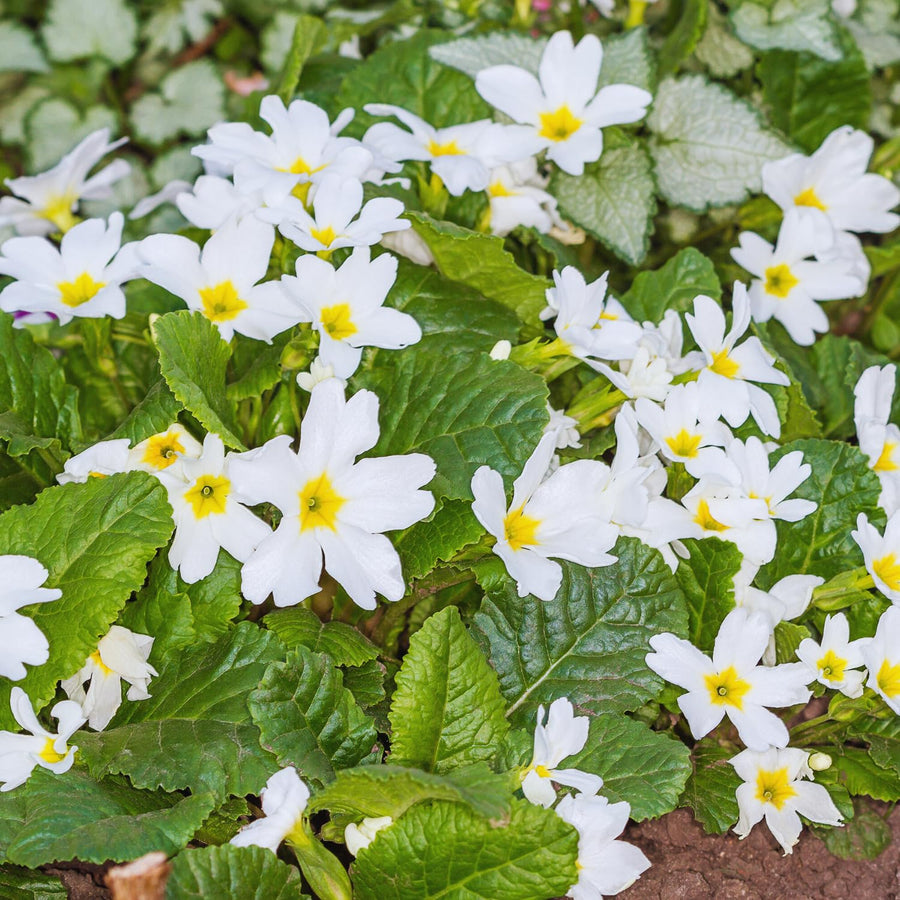 Set 2 White Primrose Plants Live, Hardy Primrose Flower Live Plant from 5'' Long
