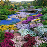 Pack of 25000 Dwarf Creeping Thyme Seeds, Ground Cover for Planting, Thyme Seeds for Garden Borders and Rock Gardens