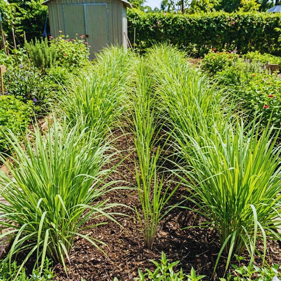 2 Lemon Grass Live Plants, Lemongrass Plant Herb Plant from 7 inches Tall, Lemongrass Plants Live for Home Garden Patio