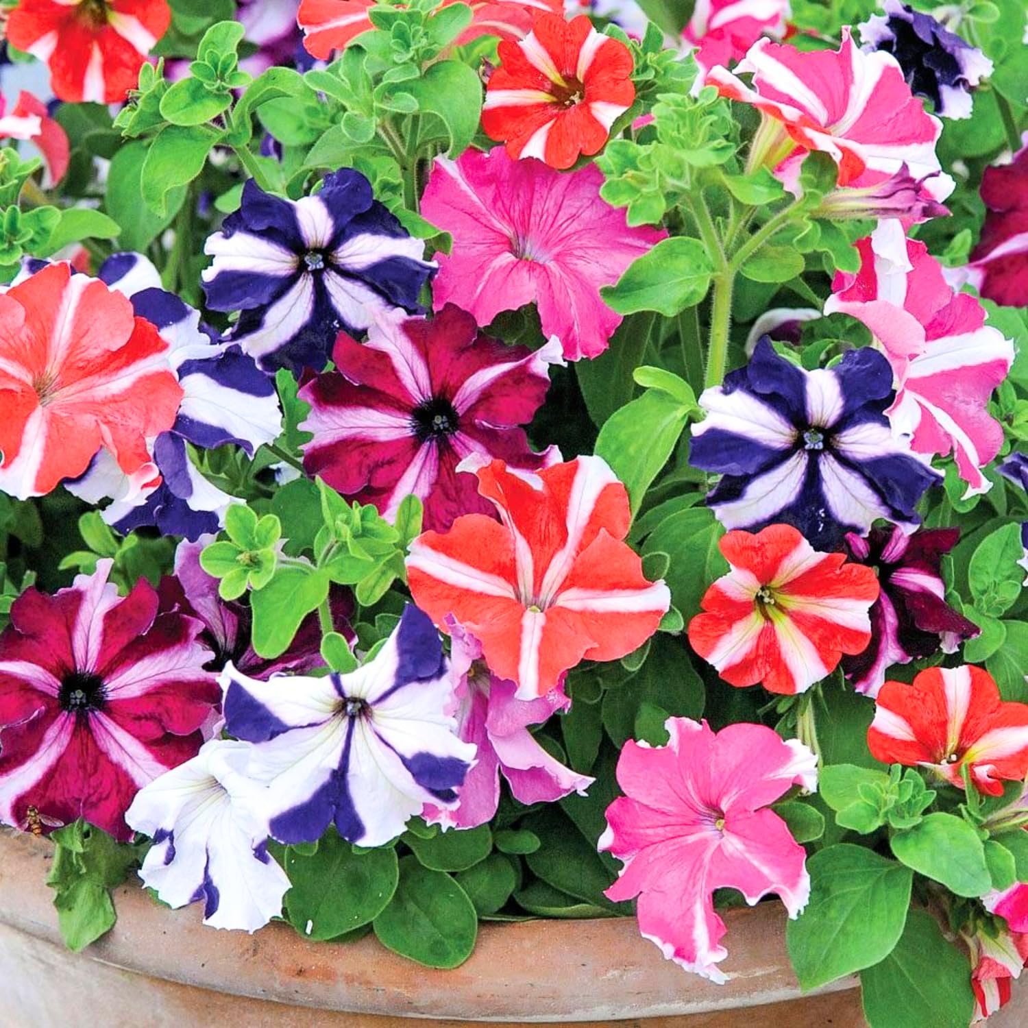 2 Petunia Plants Live, Vibrant Flowering Seedlings, 5-9 Inches Tall for Outdoor Spaces, Petunia Flowers (Random Petunia Plant)