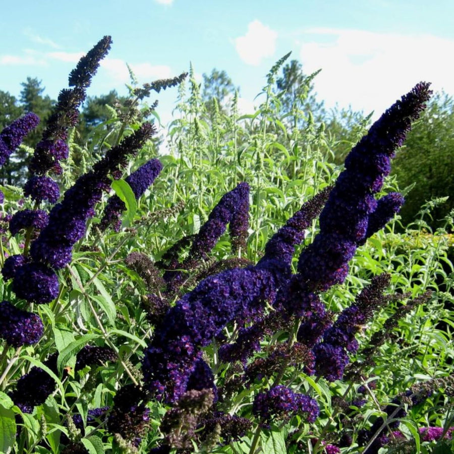 2 Butterfly Bush Shrubs Plants, Black Butterfly Bush Live Plants Trees Shrub for Planting Garden Indoor Outdoor