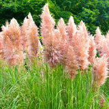 3 Pampas Grass Plants Live for Planting, Pink Pampas Grass Live Plant Ornamental Garden Indoor Outdoor