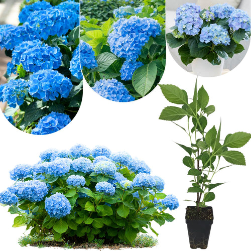 Blue Hydrangea Live Plant, in Quart Pot, Color Changing Hydrangea Bush, Hardy Perennial Flowering Shrub, 8-14" Tall
