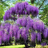 3 Purple Wisteria Trees Live Plants 6 to 12 Inch Height, Purple Wisteria Plant Live to Grow Your Garden, Wisteria Vine Live Plant, Fragrant Wisteria Flowers, in Pots