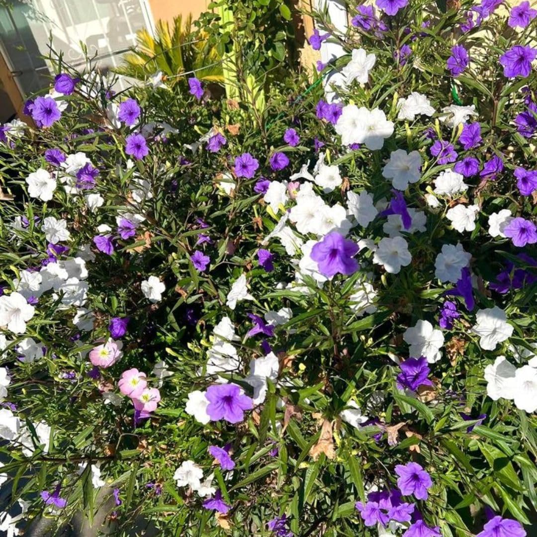 Mix Mexican Petunias Live Plant 4-8" Tall, 3 Plant Per Pot, Petunias Live Plants 4 Inch Pot, Colorful Flowering for Garden, Landscape