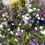 Mix Mexican Petunias Live Plant 4-8" Tall, 3 Plant Per Pot, Petunias Live Plants 4 Inch Pot, Colorful Flowering for Garden, Landscape