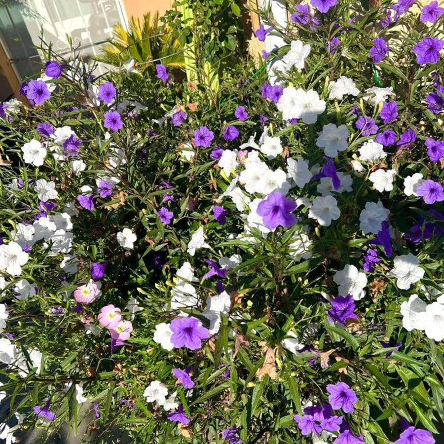 Mix Mexican Petunias Live Plant 4-8" Tall, 3 Plant Per Pot, Petunias Live Plants 4 Inch Pot, Colorful Flowering for Garden, Landscape