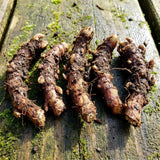 10 Ostrich Fern Rhizomes, Hardy Perennial Fern Plants for Garden, Fast-Growing Ferns Starter Roots
