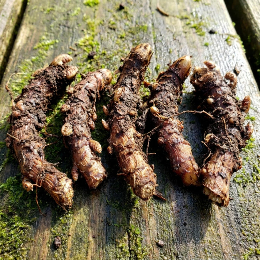 10 Ostrich Fern Rhizomes, Hardy Perennial Fern Plants for Garden, Fast-Growing Ferns Starter Roots