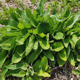 9 Comfrey Roots Plants Live, Comfrey Rhizomes Root Cuttings for Planting, Herb Plant Garden, 1 to 2 Inc in Height