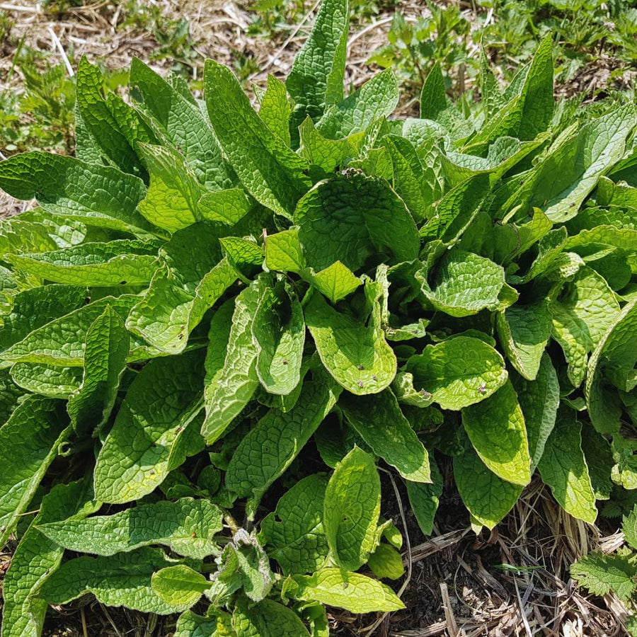 9 Comfrey Roots Plants Live, Comfrey Rhizomes Root Cuttings for Planting, Herb Plant Garden, 1 to 2 Inc in Height